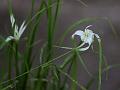 Star Sedge