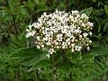 Stinking Viburnum