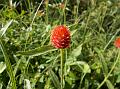 Strawberry Fields Gomphrena