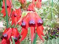 Sturt's Desert Pea