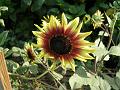 Sunflower 'Ring of Fire'