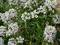 Sweet Alyssum