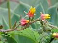 Swollen-Flower Echeveria