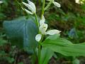 Sword Leaved Helleborine