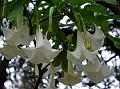 Tall Datura