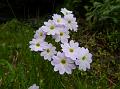 Tall Pale Primrose