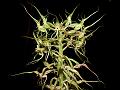 Tentacled Habenaria