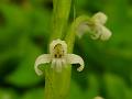 Thick Leaved Habenaria