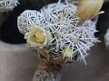 Thimble Cactus