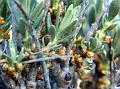 Tibetan Sea Buckthorn