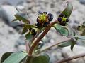 Tibetan Spurge