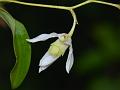 Tiny Dendrobium