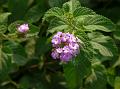Trailing Lantana