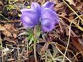 Violet Monkshood