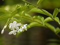 Water Jasmine