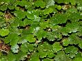 Water Pennywort