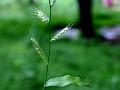 Wavy-Leaf Basketgrass
