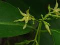 Wax Leaved Climber