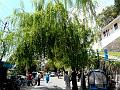 Weeping Willow