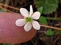 West-Himalayan Anemone