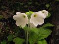 West-Himalayan White Primrose