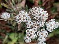 Western Pearly Everlasting