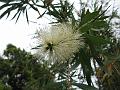 White Bottle Brush