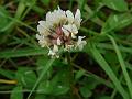 White Clover
