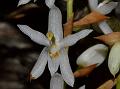White Coelogyne