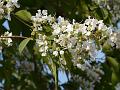 White Crape Myrtle