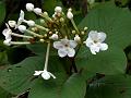 White Luculia