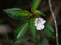 White Nilgiri Balsam