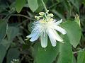 White Passion Flower