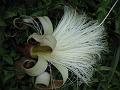 White Shaving Brush Tree