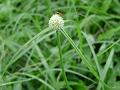 White Water Sedge