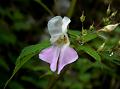 White-Pink Balsam