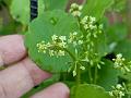 Whorled Marsh-Pennywort