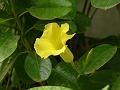 Wild Allamanda