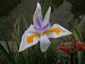 Wild Iris