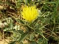 Wild Safflower
