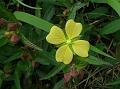 Willow Primrose