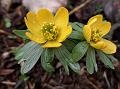 Winter Aconite