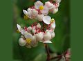 Woolly Begonia