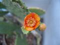 Woollyjoint Pricklypear