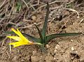 Yellow Colchicum