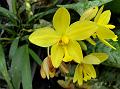 Yellow Ground Orchid