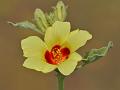Yellow Hibiscus