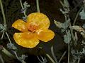 Yellow Horn-Poppy