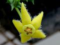 Yellow Orbea