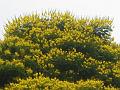 Yellow Poinciana